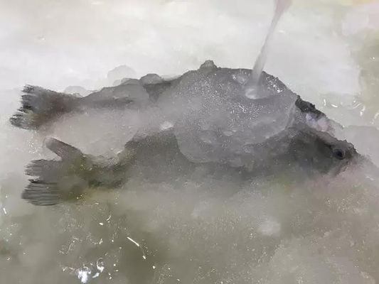machine à glace de machine à glace de la boue 3T/24H pour des fruits de mer